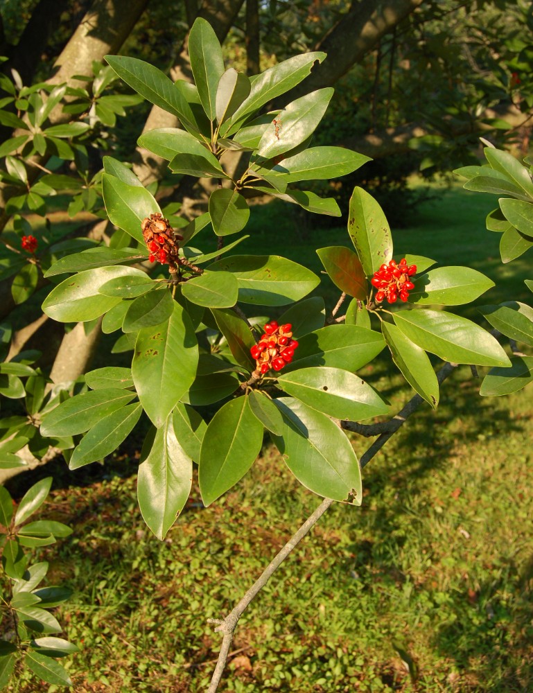 sweetbay_magnolia2